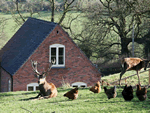 Deer Croft Cottage in Turnditch, Derbyshire, Central England