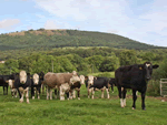 The Byre in Leighton, Shropshire, West England